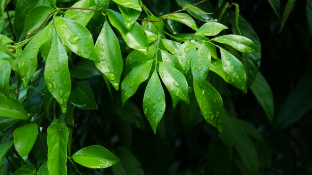 Close-up van de waterdruppel op groen blad — Stockvideo