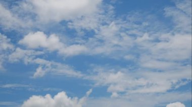 Guppy balık su altında hareket 