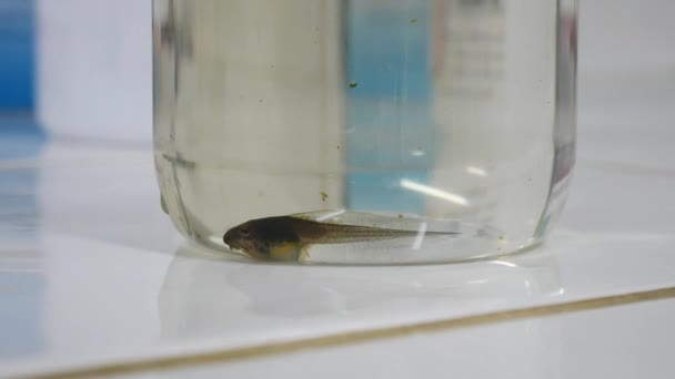 Guppy poisson se déplaçant sous l'eau  