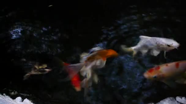 Poissons se déplaçant sous l'eau noire  