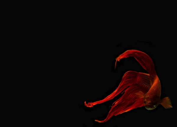 Red fish fight on black background. — Stock Photo, Image