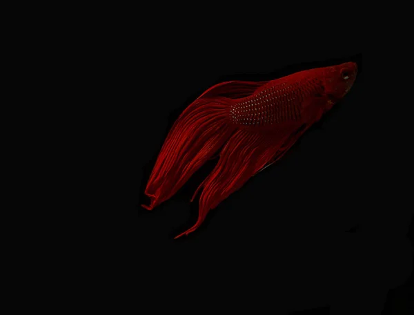 Červená ryba bojovat na černém pozadí. — Stock fotografie