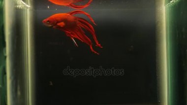 Kırmızı balık kavgası sualtı anı