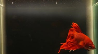 Kırmızı balık kavgası sualtı anı