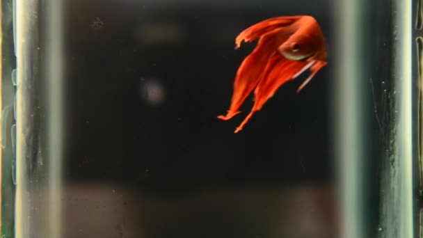 Στιγμή του αγώνα κόκκινα ψάρια υποβρύχια — Αρχείο Βίντεο