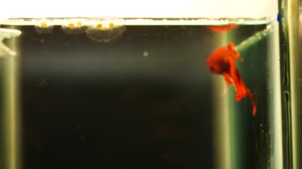 Momento de la lucha de los peces rojos bajo el agua — Vídeos de Stock