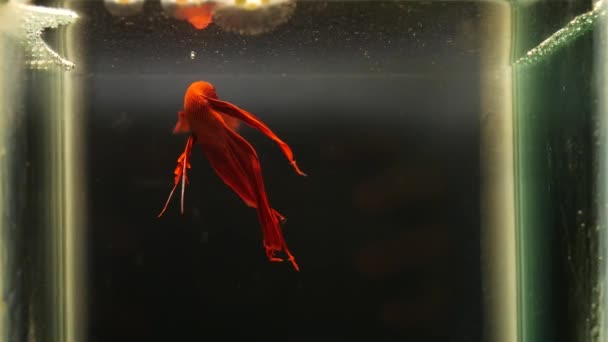 Moment of The red fish fight underwater — Stock Video