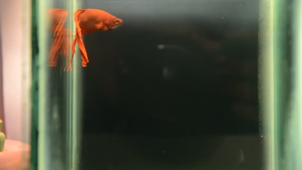 Okam iku červené ryby boj pod vodou — Stock video