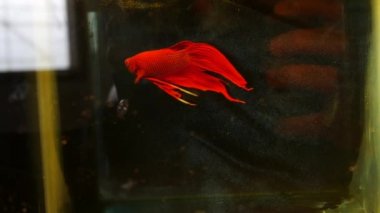 kırmızı balık kavgası sualtı 