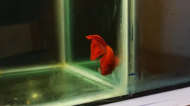 kırmızı balık kavgası sualtı 