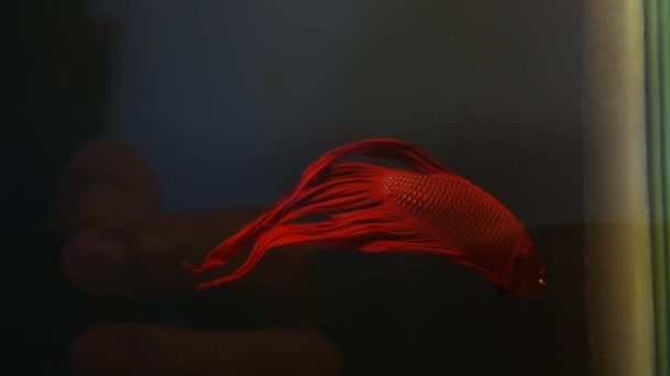 Красные рыбы сражаются под водой — стоковое видео