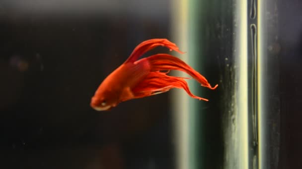 Ikan merah bertarung di bawah air — Stok Video