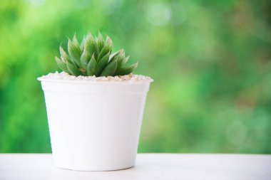 grren doğası üzerine yeşil kaktüs çiçek.