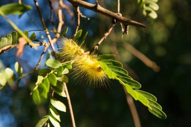 Beautiful yellowe caterpillar  on a green plant. clipart