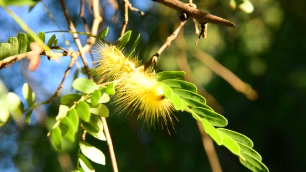 Gele caterpillar eten groen blad. — Stockvideo
