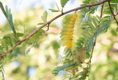 Yeşil sarı tırtıl böcek