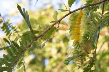 Yeşil sarı tırtıl böcek