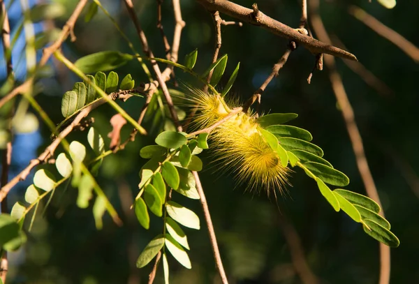 Yeşil sarı tırtıl böcek