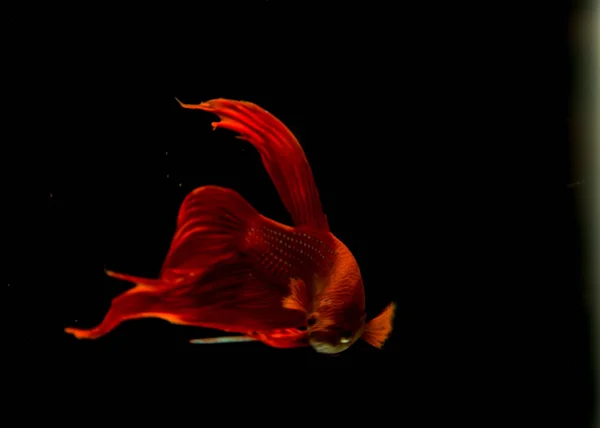 Rote Fische kämpfen auf schwarzem Hintergrund. — Stockfoto