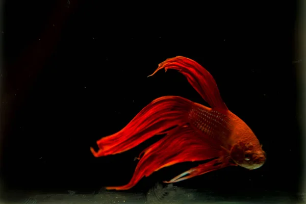 Καταπολέμηση της κόκκινο ψάρι σε μαύρο φόντο. — Φωτογραφία Αρχείου