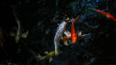 Bok balık suyun altında.