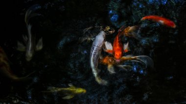 Bok balık suyun altında.