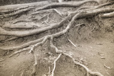 Doğa arka plan üzerinde eski kökleri.