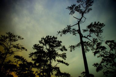 Çam ağaçları günbatımı arka plan üzerinde.