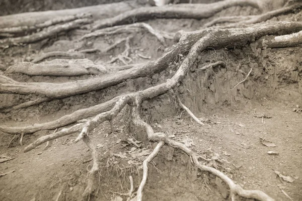 Doğa arka plan üzerinde eski kökleri.