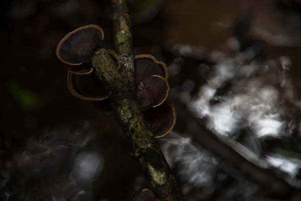 Torra svampar i skogen. — Stockfoto