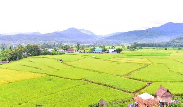 Filde de arroz verde en Pua Nan Tailandia . —  Fotos de Stock