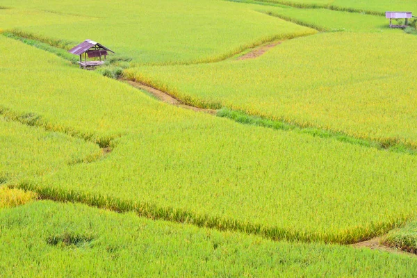 Pua ナン タイの緑米 filde. — ストック写真