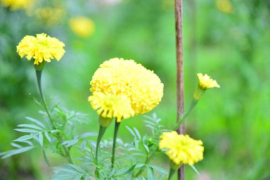 Tayland sarı kadife çiçeği.
