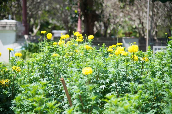 Calêndula amarela na Tailândia . — Fotografia de Stock