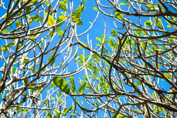 Gałąź drzewa tło na błękitne niebo — Zdjęcie stockowe