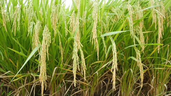 Arroz verde com gota de água na natureza . — Fotografia de Stock