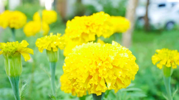 Flores de caléndula en la naturaleza de fondo . —  Fotos de Stock