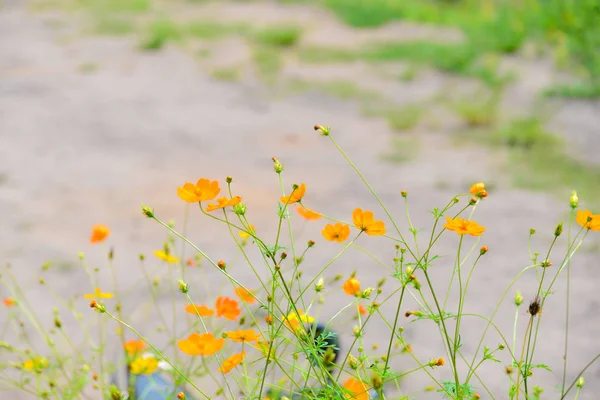 Desenfoque Flores de aguja españolas en la naturaleza . —  Fotos de Stock