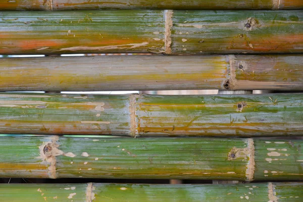 Bambù texture natura sfondo . — Foto Stock