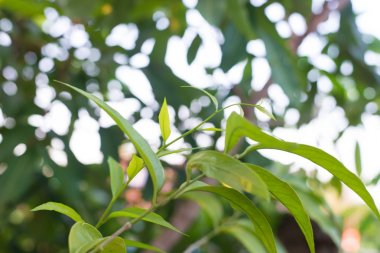 Yeşil bitkiler Melientha suavis.