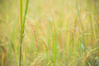 Altın pirinç doğa arka plan.