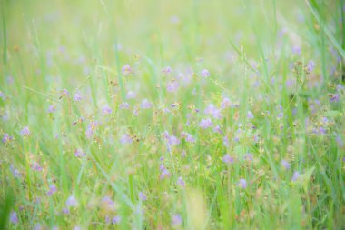 bulanık çiçekler çok güzel arka plan.