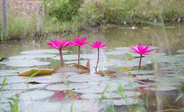 Красиві квіти лотоса у воді . — стокове фото