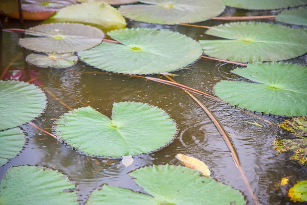 Schöne Lotusblumen im Wasser. — Stockfoto