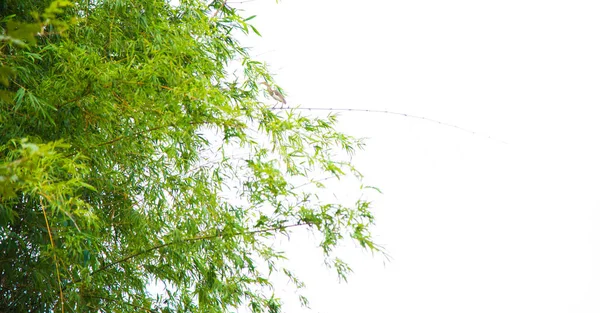 Fundo folha de bambu verde. — Fotografia de Stock