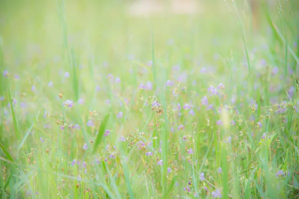 Beautiful blurred flowers background. — Stock Photo, Image