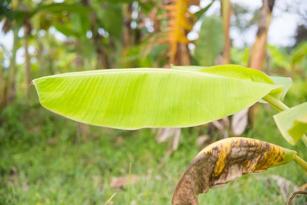 植物の緑のバナナ. — ストック写真