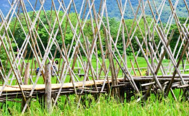 Nan Tayland'da under yeşil rce.