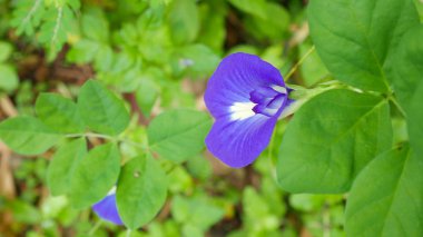 Mavi bezelye çiçek yaprak yeşil.