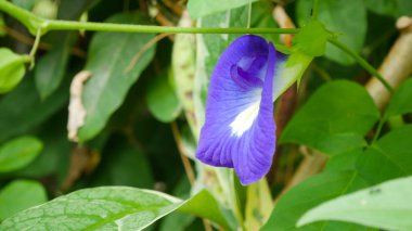 Mavi bezelye çiçek yaprak yeşil.